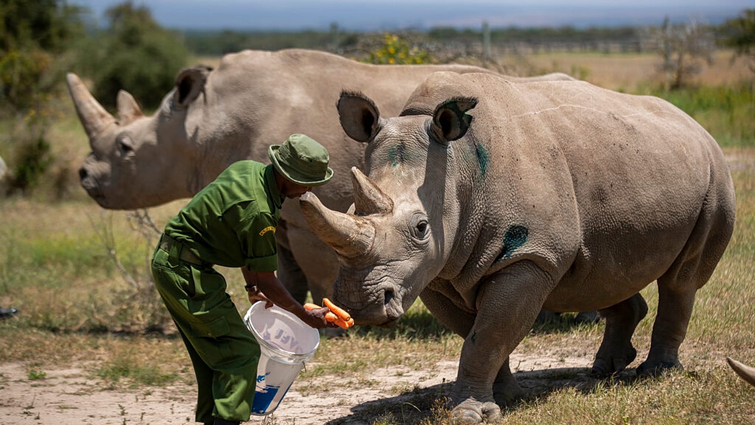 Nőstény északi fehér orrszarvú Fatu, 19, jobbra, és Najin, 30, balra, az utolsó két északi fehér orrszarvú a bolygón, a kenyai Ol Pejeta Conservancy-ben 2019. augusztus 