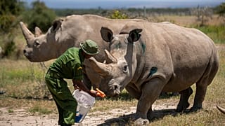 Nőstény északi fehér orrszarvú Fatu, 19, jobbra, és Najin, 30, balra, az utolsó két északi fehér orrszarvú a bolygón, a kenyai Ol Pejeta Conservancy-ben 2019. augusztus 