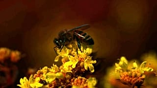 a new camera system and software package that allows both researchers and filmmakers to capture and display animal-view videos. 