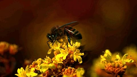 ein neues Kamerasystem und Softwarepaket, mit dem sowohl Forscher als auch Filmemacher Videos aus der Sicht von Tieren aufnehmen und anzeigen können. 