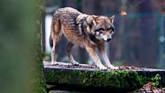 Un loup européen dans un parc animalier à Hanau, en Allemagne.