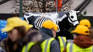 Mezőgazdasági termelők állnak egy műanyag tehén előtt, amelyre csontvázat festettek a brüsszeli Európai Parlament előtti tüntetésen, január 24-én, szerdán.