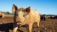 Around 60 per cent of people say they would be prepared to spend more for products from welfare-friendly farming systems.