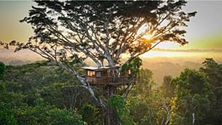Aula en las nubes: La casa del árbol está a 32 metros de altura en la copa de una higuera estranguladora.