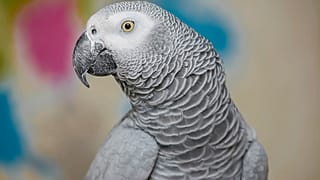 ببغاء أفريقي