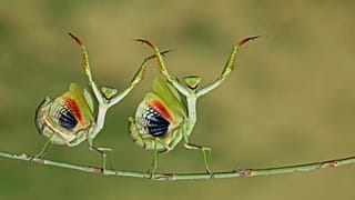 "Danlock", Finalist, Funny Animals category