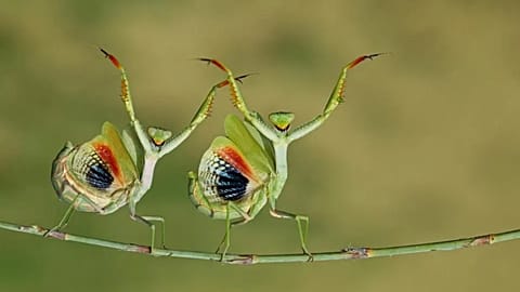 "Danlock", Finalista, categoría Animales divertidos