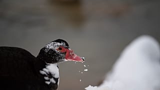 Ungewohnte Umgebung auch für Enten: Schnee in Athener Parks und an Seen