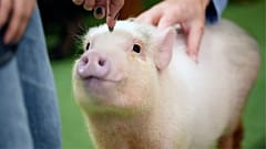 Chaque cochon est unique : L'intérieur d'un café japonais excentrique qui attire les touristes.