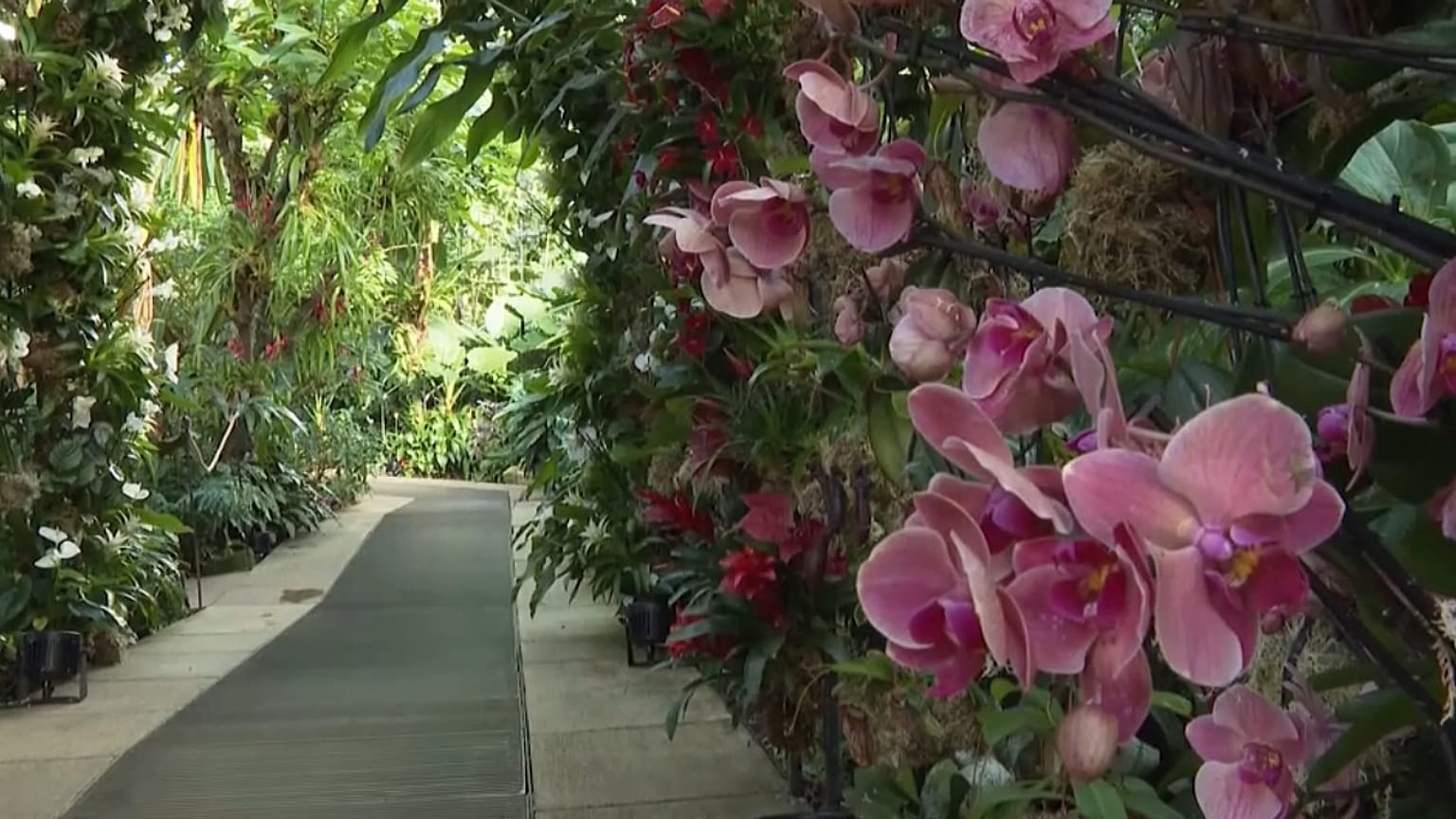 El Festival de Orquídeas 2024 en Londres.