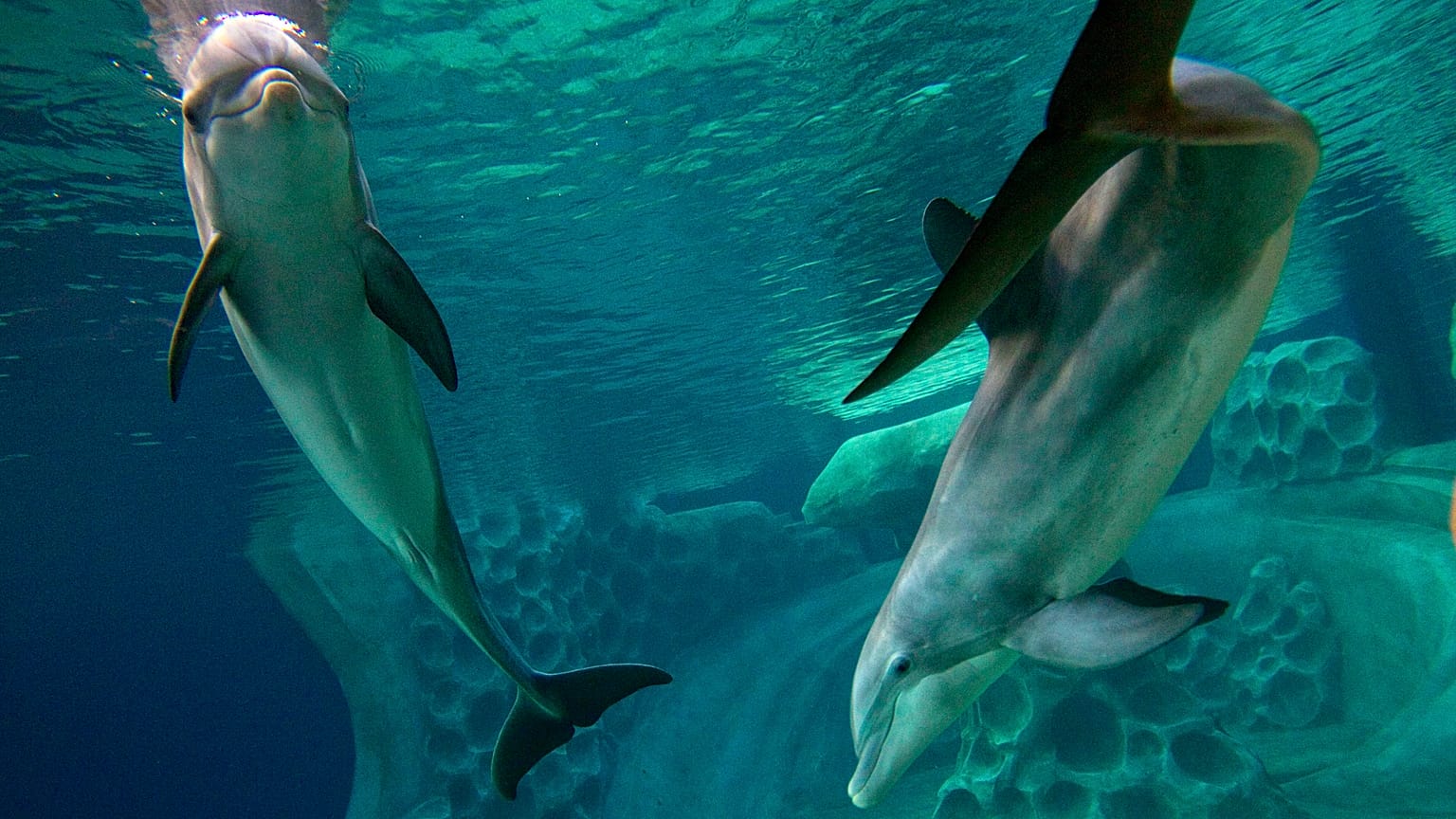 Delfines en el zoo
