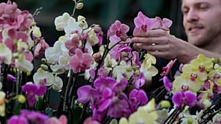 In den Royal Botanic Gardens im Londoner Stadtteil Kew hat das jährliche Orchideenfestival begonnen.