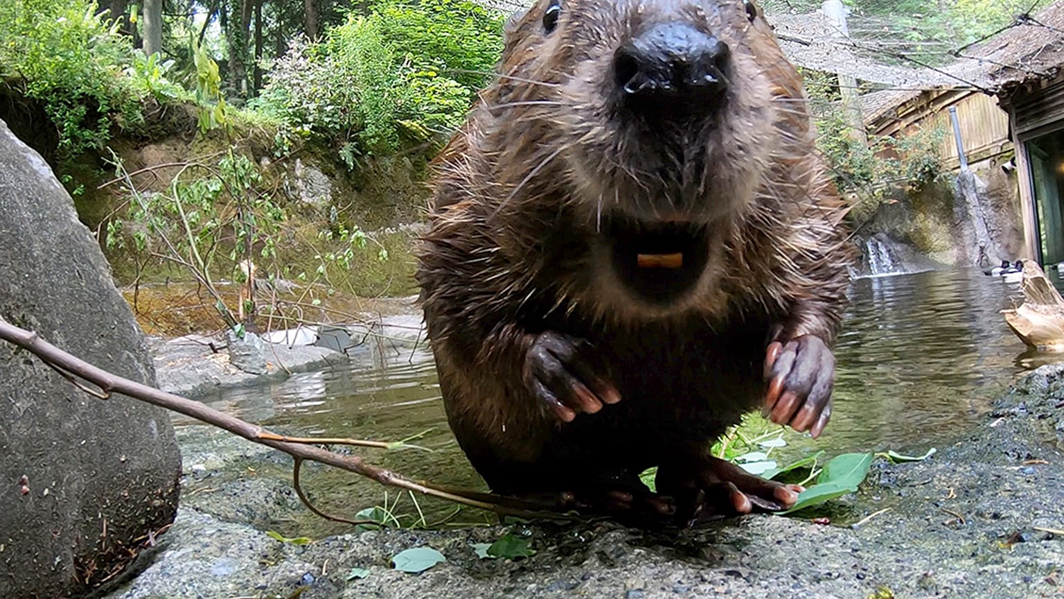 Dieses undatierte Bild aus einem vom Oregon Zoo zur Verfügung gestellten Video zeigt Filbert, den Biber, in Portland, Ore. (Oregon Zoo via AP)