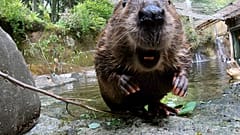 Dieses undatierte Bild aus einem vom Oregon Zoo zur Verfügung gestellten Video zeigt Filbert, den Biber, in Portland, Ore. (Oregon Zoo via AP)
