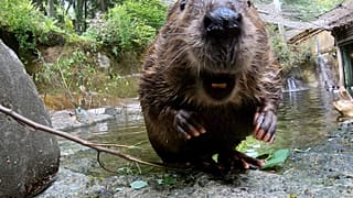 Dieses undatierte Bild aus einem vom Oregon Zoo zur Verfügung gestellten Video zeigt Filbert, den Biber, in Portland, Ore. (Oregon Zoo via AP)