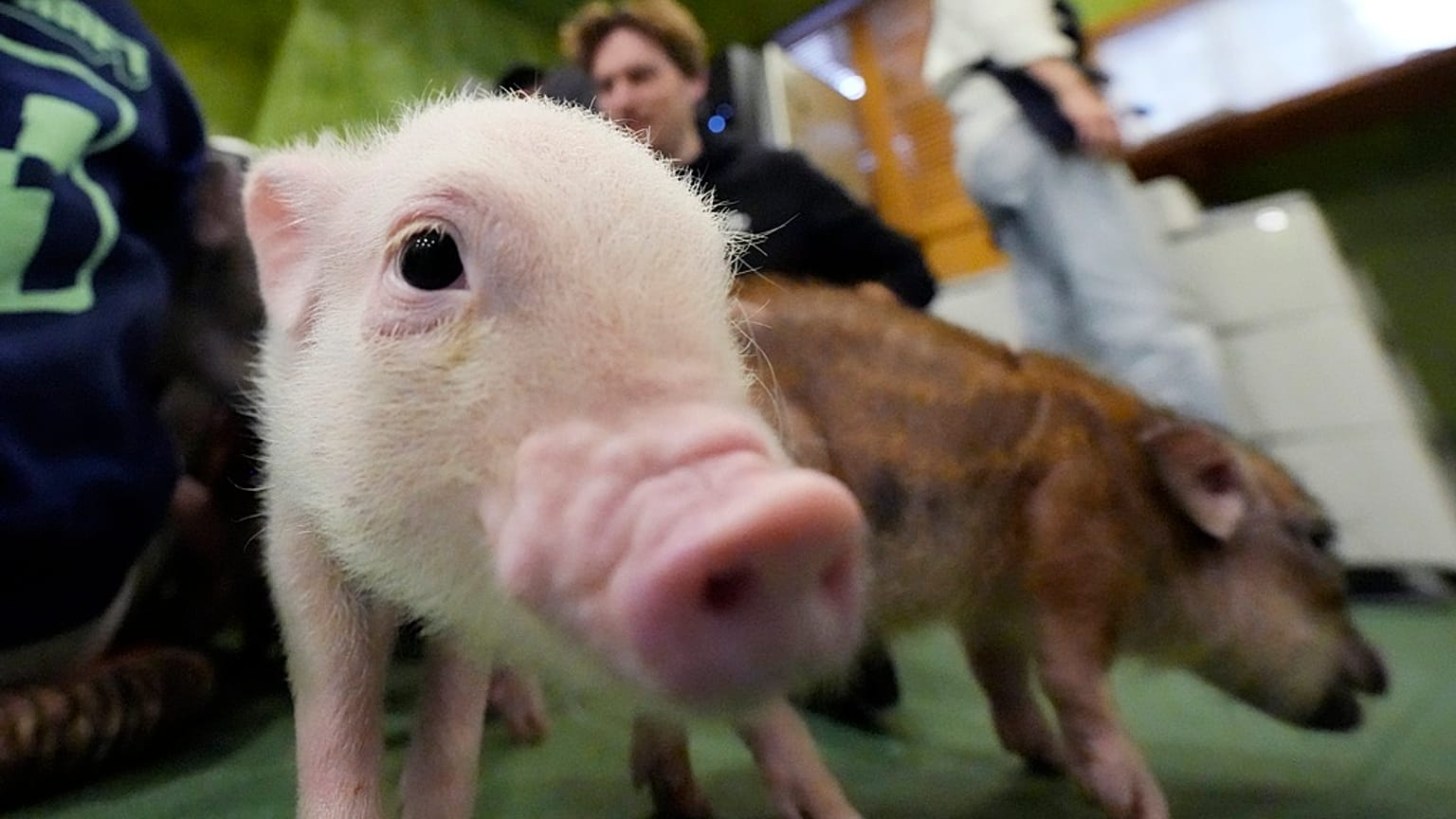 At trendy Japanese cafés, customers enjoy cuddling with pigs