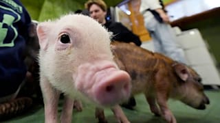 At trendy Japanese cafés, customers enjoy cuddling with pigs