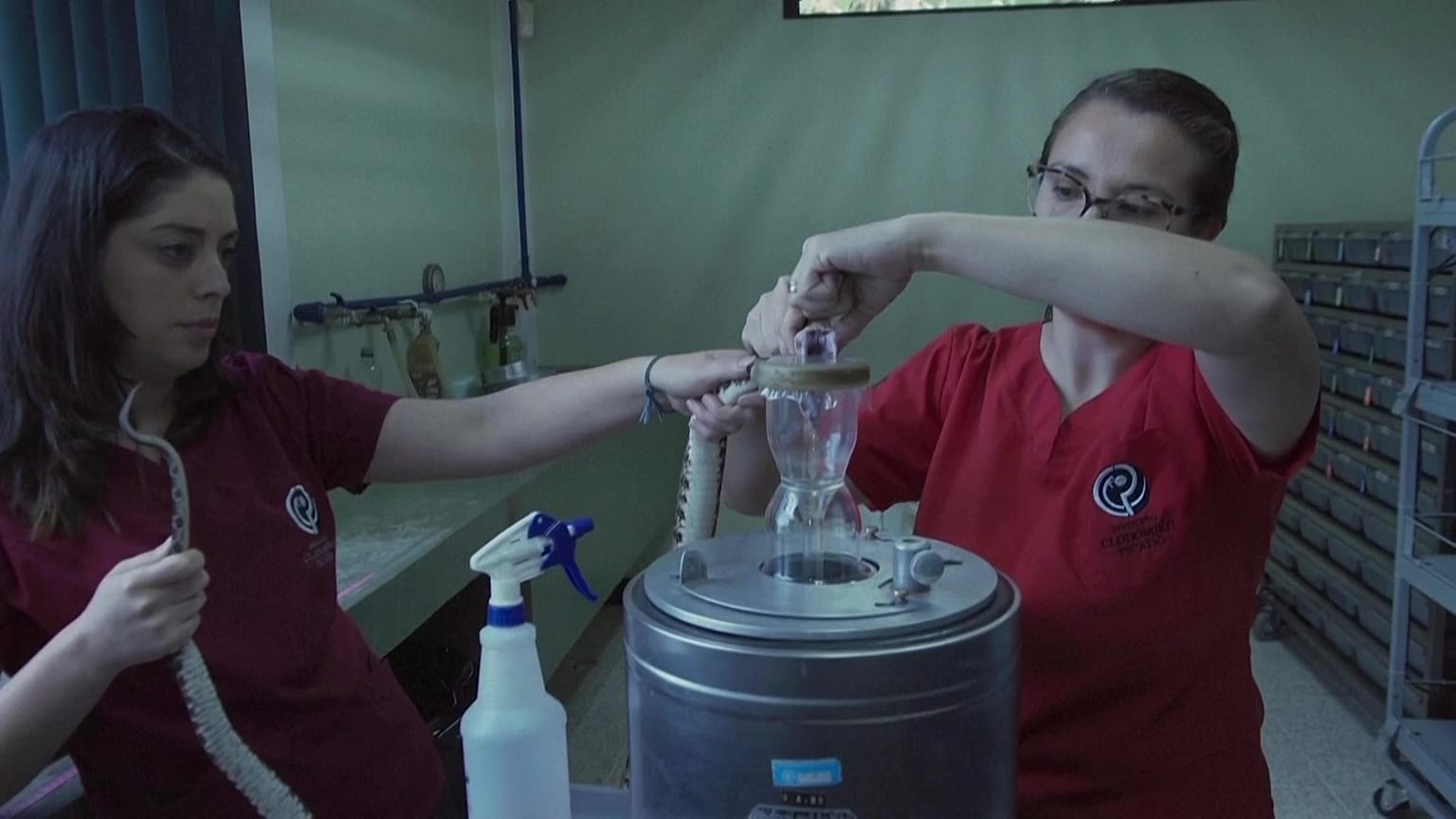 Vets expose velvet fangs and massage venom glands and extract venom