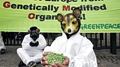 Ein Greenpeace-Aktivist trägt eine Mäusemaske vor einem Transparent gegen gentechnisch veränderte Lebensmittel vor dem Gebäude des Europäischen Rates in Brüssel. 2005