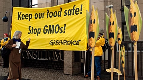 Europe has a long history of opposition to GMO crops, whose cultivation is currently banned in most EU countries.
