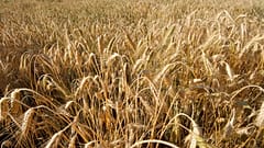 Búzatábla Milánó környékén 2005 júniusában