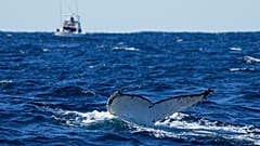 Ein Buckelwal taucht vor der Küste von Port Stephens, Australien.