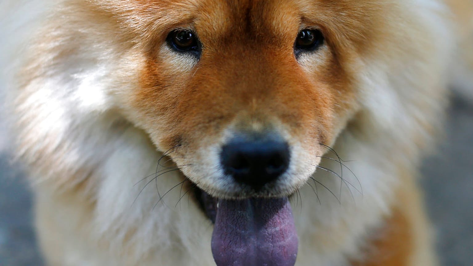 FILE - A dog at a show in Lebanon. 