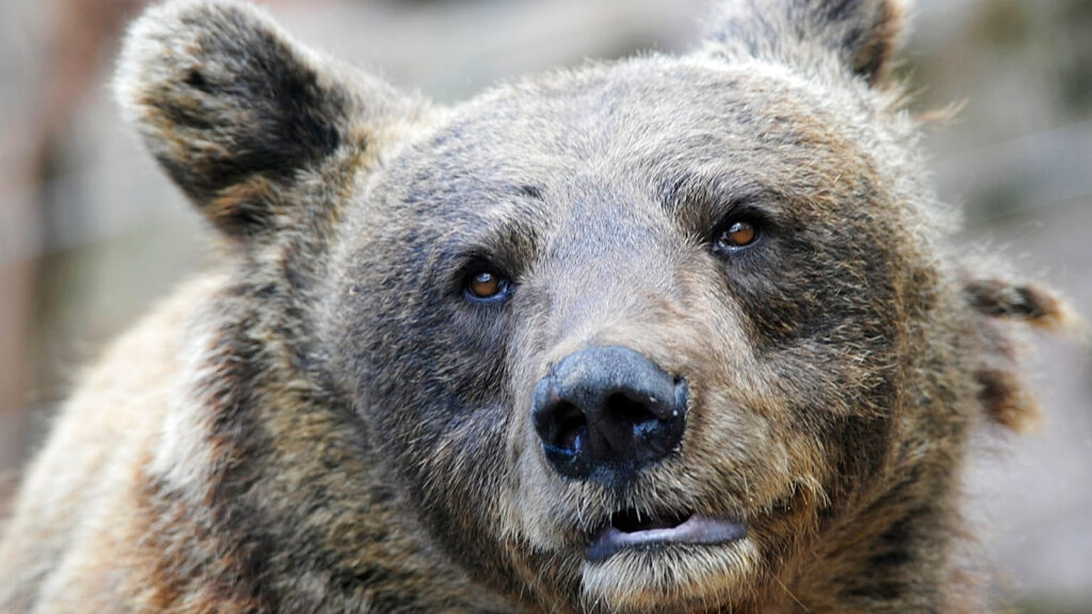 Urso pardo