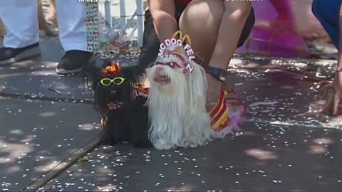 cani al carnevale di Rio