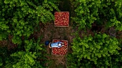 Im Jahr 2022 trug die Landwirtschaft 215,5 Milliarden Euro zum Bruttoinlandsprodukt (BIP) der EU bei.