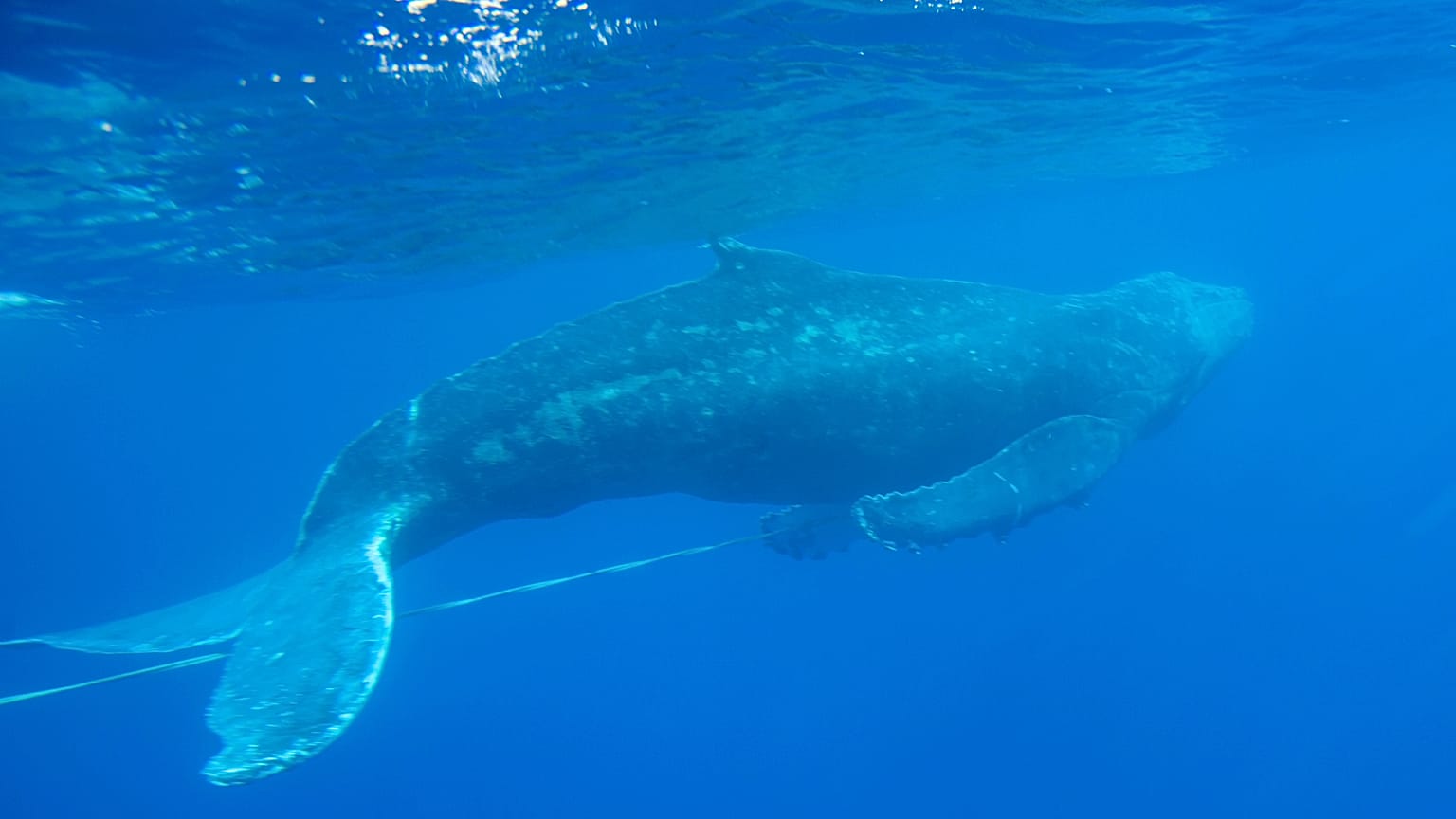 Ballena Jorobada de Playa Makena, Hawaii