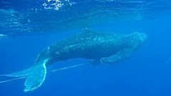 Ballena Jorobada de Playa Makena, Hawaii