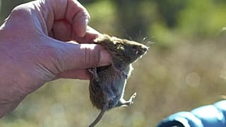 وُل پشت‌سرخ، ناقل آبله آلاسکایی 