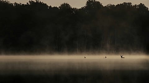 Fotógrafo francês Vincent Munier apresenta nova exposição inspirada na natureza 