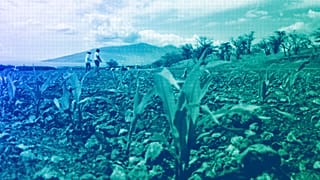 Scientists count corn sprouts in a field of test hybrids in a breeding nursery near Kihei, Hawaii, 2014