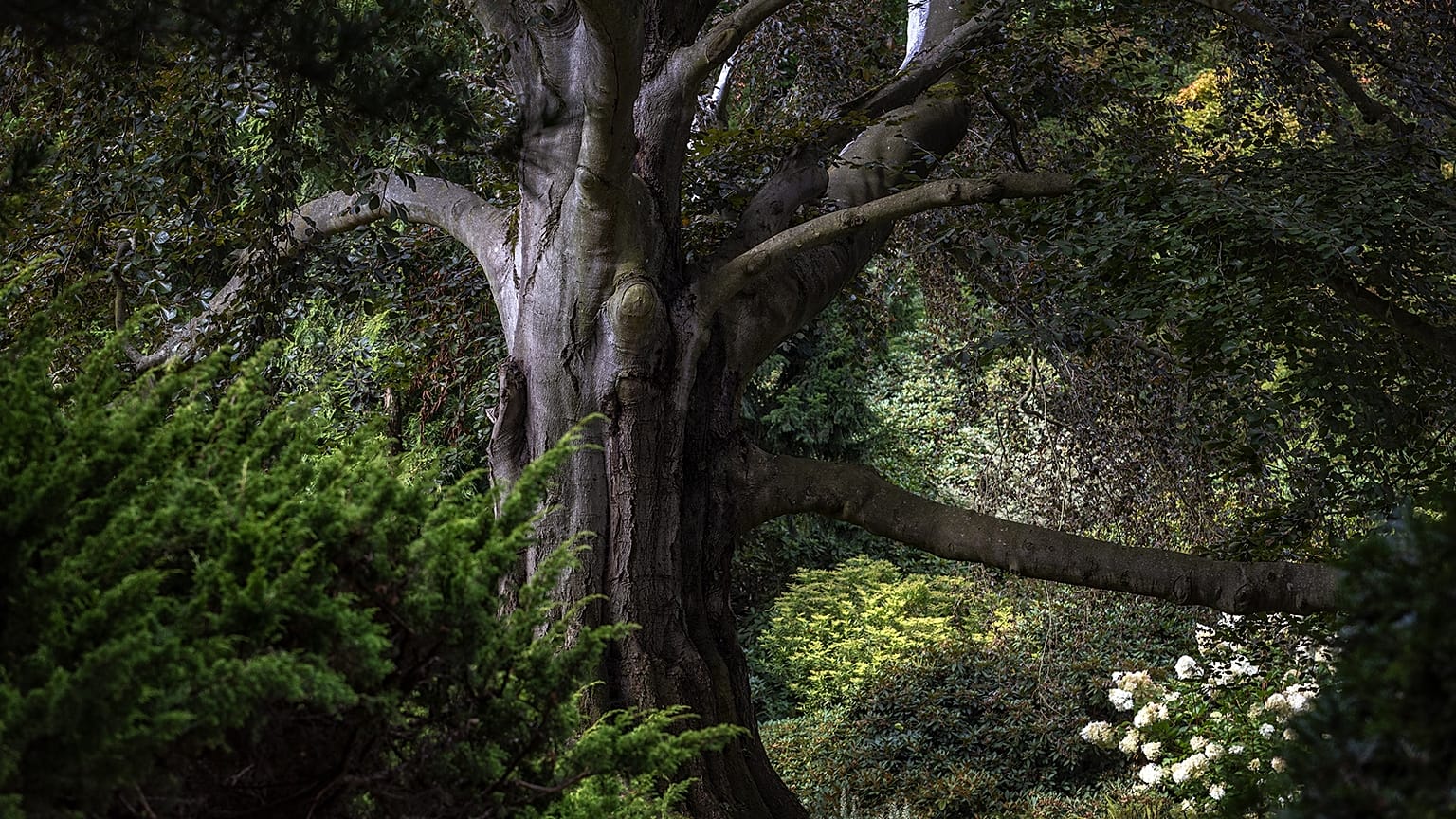 Il faggio polacco "Cuore del giardino", vincitore dell'Albero europeo dell'anno 2024.