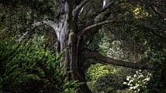 Polens Buche "Herz des Gartens", Gewinner des Wettbewerbs "Europäischer Baum des Jahres 2024".