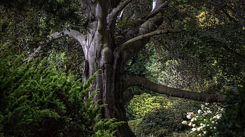 Polens Buche "Herz des Gartens", Gewinner des Wettbewerbs "Europäischer Baum des Jahres 2024".