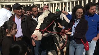 مزارعون يحضرون بقرة إلى ساحة القديس بطرس