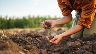 Fertiliser prices have soared, leading to billions more in costs for farmers. 