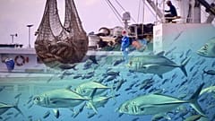 Welche Zukunft hat der Thunfischfang im Pazifik? 
