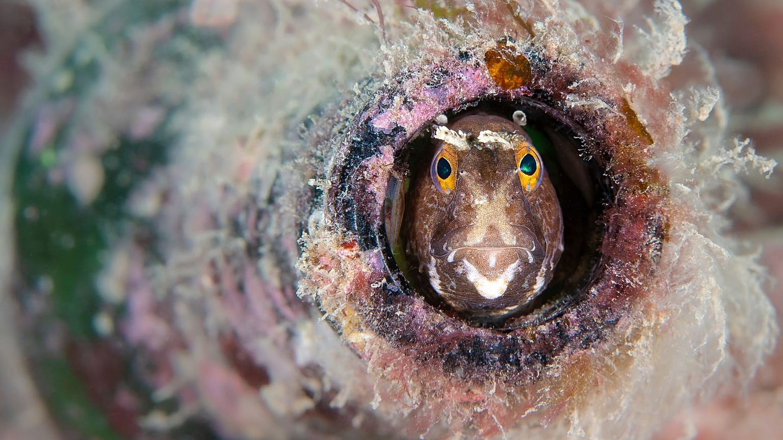 Bottled Blenny by Kirsty Andrews 