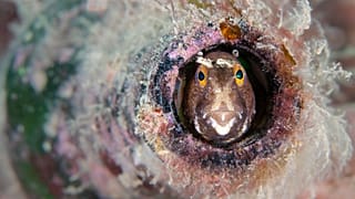 Bottled Blenny by Kirsty Andrews 