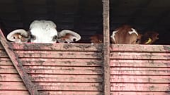 Millions of cattle - like these pictured in this file photo - are moved around the globe by ship on a yearly basis