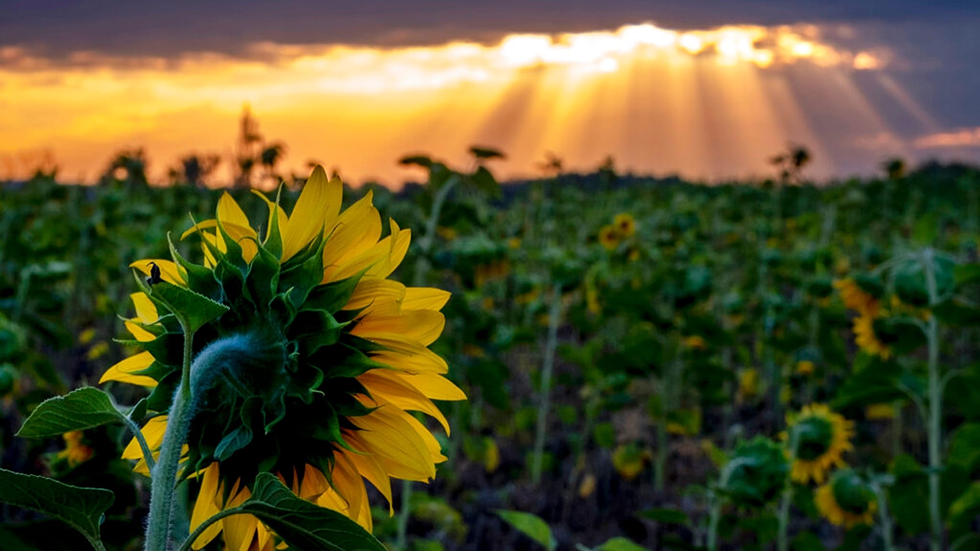 'Money grows on trees': For these investors, Europe's countryside means ...