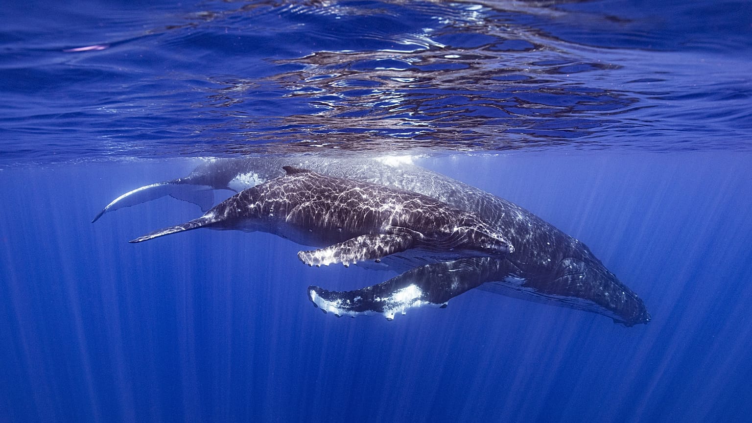 hosszúszárnyú bálna