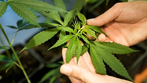 An employee shows a growing cannabis or hemp plant in a box at the Cannabis Museum in Berlin, Germany.