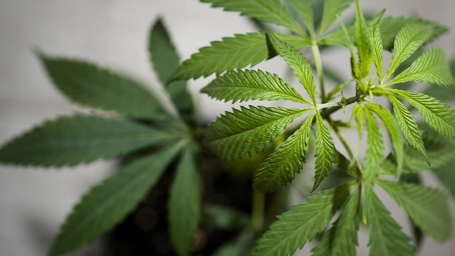 Kendernövény a berlini Cannabis Museumban