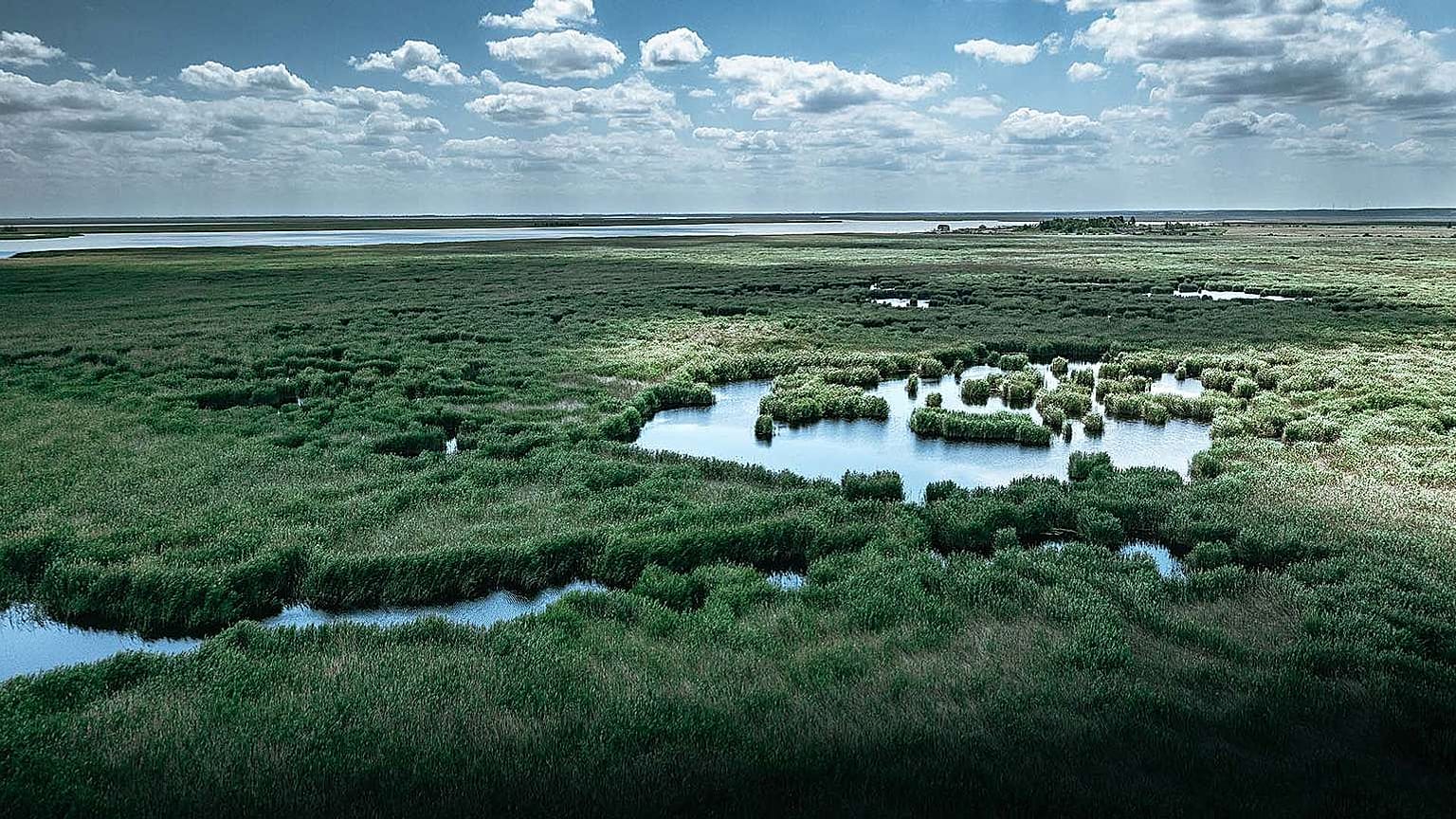 A Fertő nádasai a Greenpeace felvételén