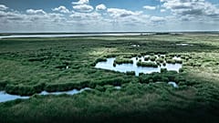 A Fertő nádasai a Greenpeace felvételén